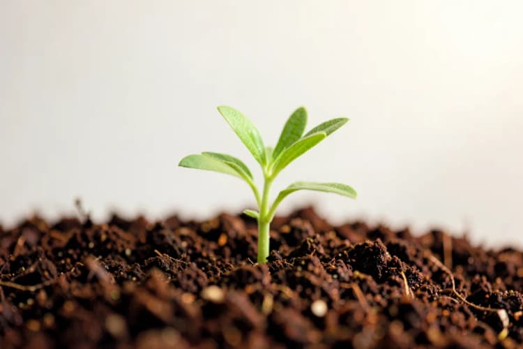 Uma planta crescendo em direção ao sol, simbolizando valorização anual de imóveis